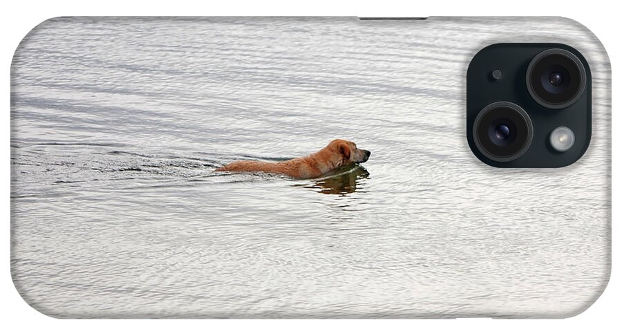 Golden Labrador Retriever iPhone Case featuring the photograph 3 - Golden Lab Lovin Life by Joseph Keane