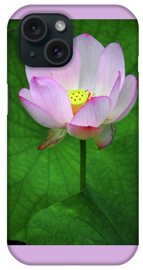Lotus iPhone Case featuring the photograph Blossoming lotus flower closeup #3 by Carl Ning