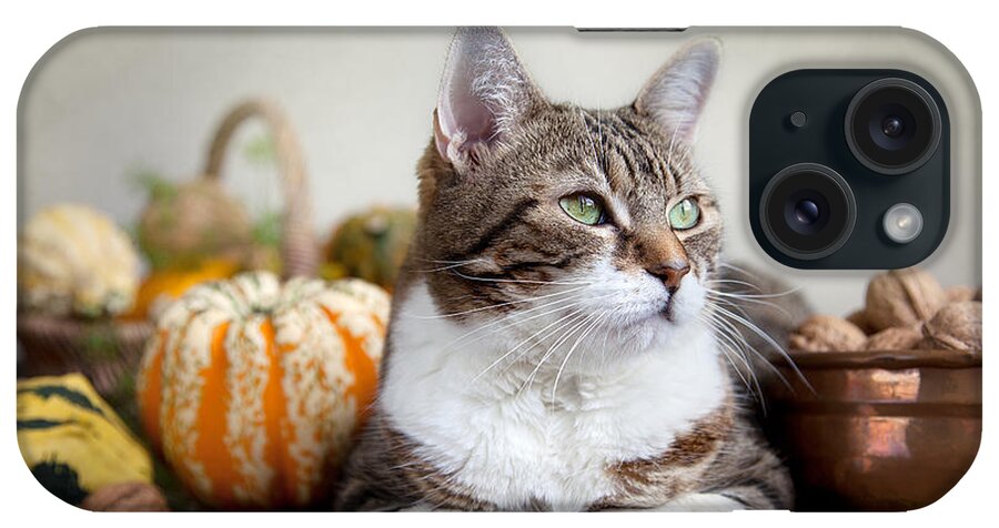 Cat iPhone Case featuring the photograph Cat and Pumpkins #3 by Nailia Schwarz