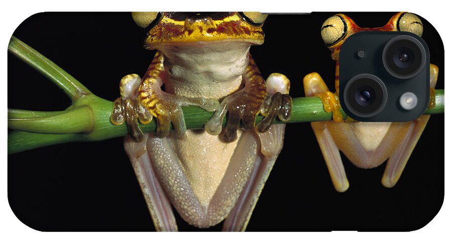 Mp iPhone Case featuring the photograph Chachi Tree Frog Hyla Picturata Pair #3 by Pete Oxford