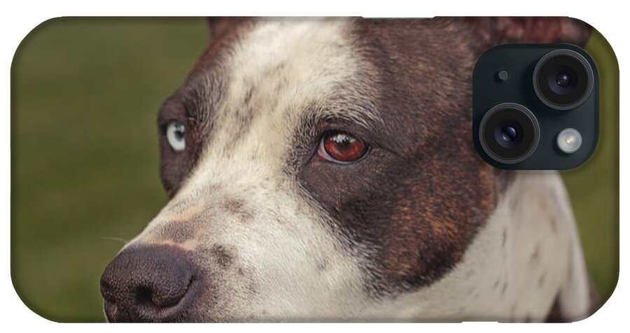 Animal iPhone Case featuring the photograph Cleopitra #3 by Brian Cross