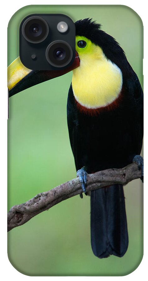 Photography iPhone Case featuring the photograph Keel-billed Toucan Ramphastos #3 by Panoramic Images