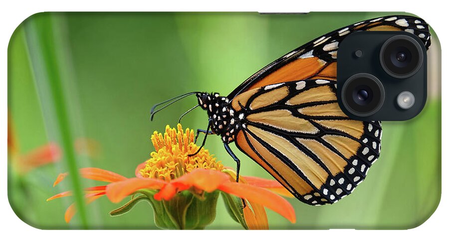 Butterfly iPhone Case featuring the photograph Monarch #6 by Ronda Ryan