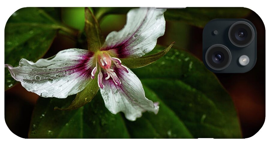 Painted Trillium iPhone Case featuring the photograph Painted Trillium #3 by Thomas R Fletcher