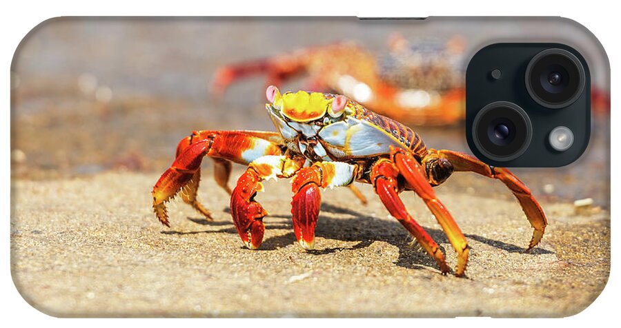 Galapagos Islands iPhone Case featuring the photograph Sally Lightfoot crab on Galapagos Islands #3 by Marek Poplawski