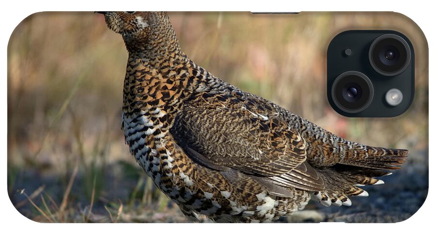 Spruce Grouse iPhone Case featuring the photograph Spruce Grouse #3 by James Petersen