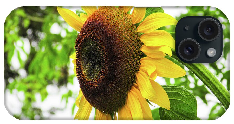 Sunflower iPhone Case featuring the photograph Sunflower #3 by Cesar Vieira
