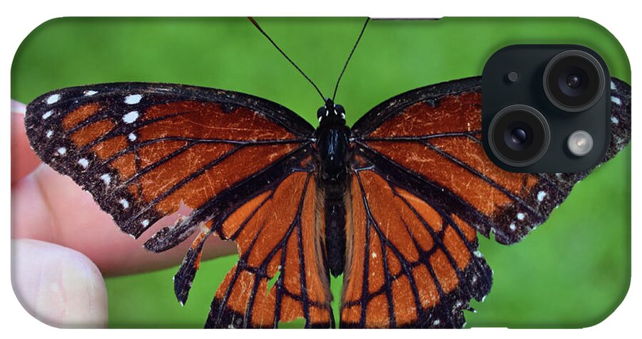 Photograph iPhone Case featuring the photograph Viceroy Butterfly #3 by Larah McElroy