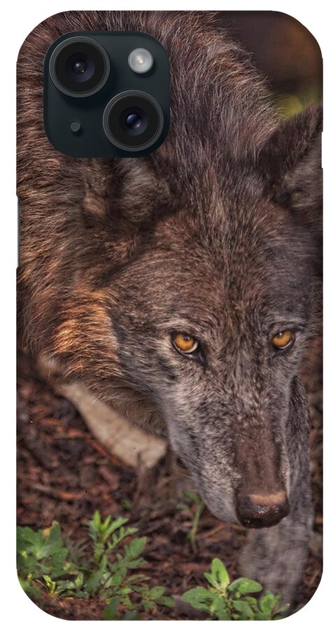 Animal iPhone Case featuring the photograph Zaltana #3 by Brian Cross