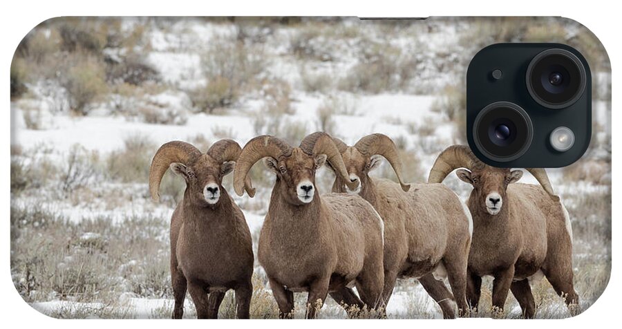 Bighorn iPhone Case featuring the photograph 4 Amigos by Ronnie And Frances Howard