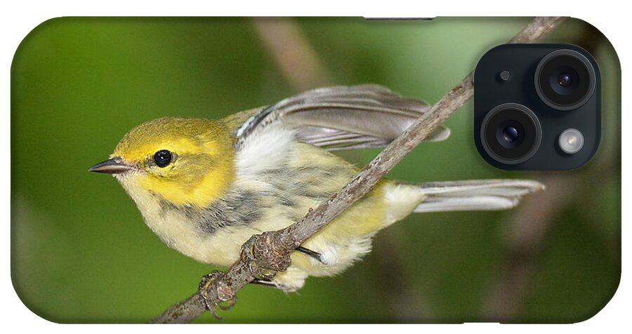 Bird iPhone Case featuring the photograph Black-throated Green Warbler #4 by Alan Lenk