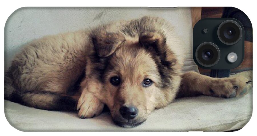 Pastorvasco iPhone Case featuring the photograph Chuvak
#dog #animal #pet #portrait #4 by Rafa Rivas