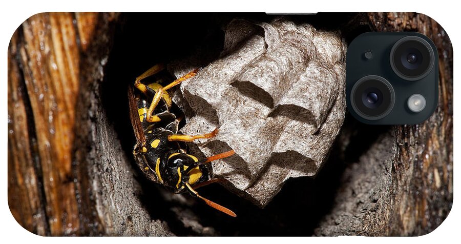 Adult iPhone Case featuring the photograph Common Wasp Vespula Vulgaris #4 by Gerard Lacz