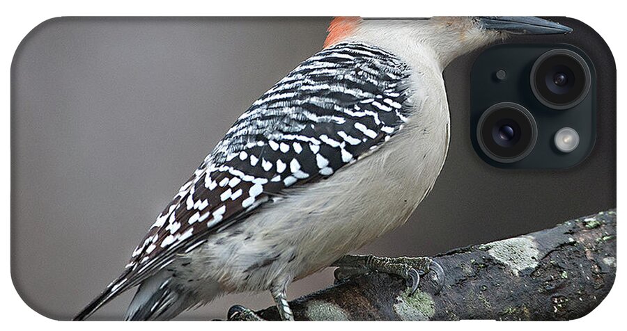 Female Red-bellied Woodpecker iPhone Case featuring the photograph Female Red-bellied Woodpecker #4 by Diane Giurco