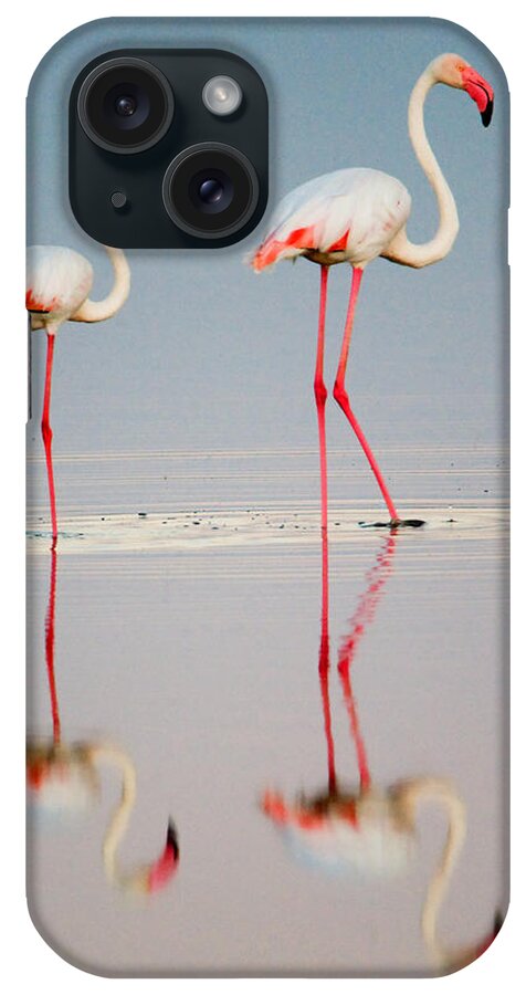 Photography iPhone Case featuring the photograph Greater Flamingos Phoenicopterus Roseus #4 by Panoramic Images