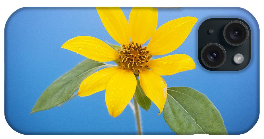 Sunflower iPhone Case featuring the photograph Happy Sunflowers Helianthus #4 by Rich Franco