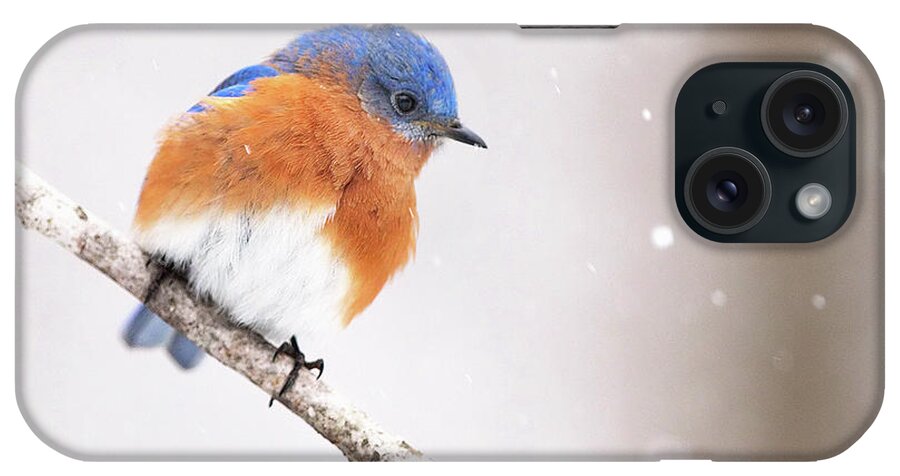 Bluebird iPhone Case featuring the photograph Snowy Bluebird #4 by Jack Nevitt