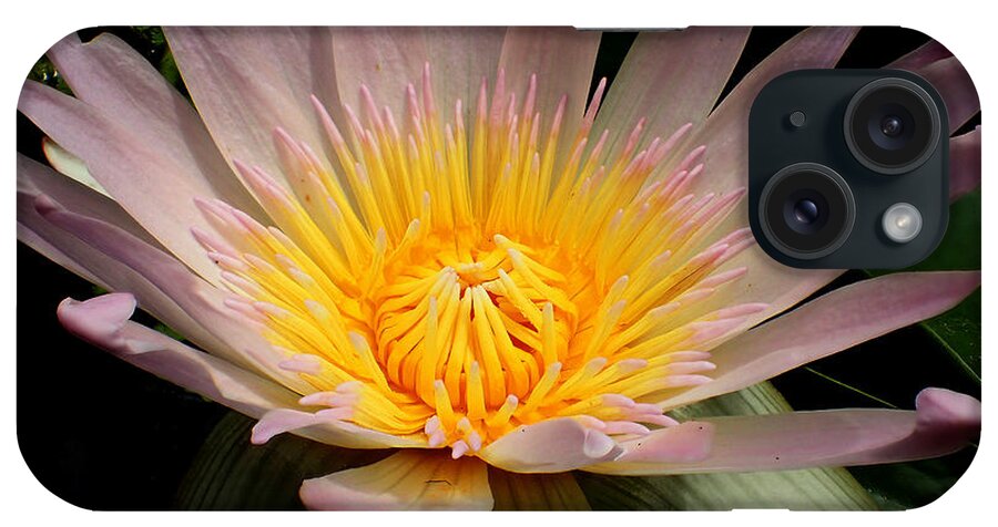 Nymphaeaceae iPhone Case featuring the photograph Water Lily #4 by Farol Tomson
