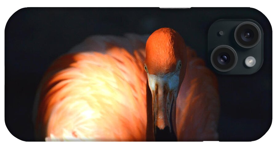 American Flamingo iPhone Case featuring the photograph 41- American Flamingo by Joseph Keane