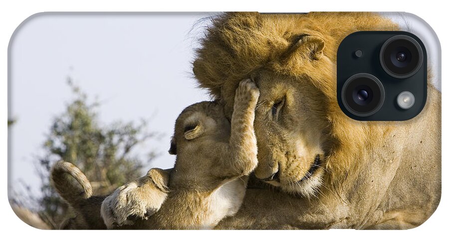 00761331 iPhone Case featuring the photograph African Lion Cub Playing With Adult #5 by Suzi Eszterhas