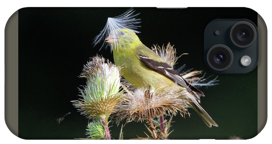 American Goldfinch iPhone Case featuring the photograph American Goldfinch Stony Brook New York #5 by Bob Savage