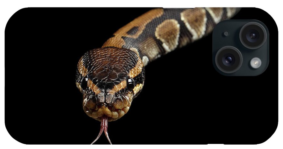 Snake iPhone Case featuring the photograph Ball or Royal python Snake on Isolated black background #5 by Sergey Taran
