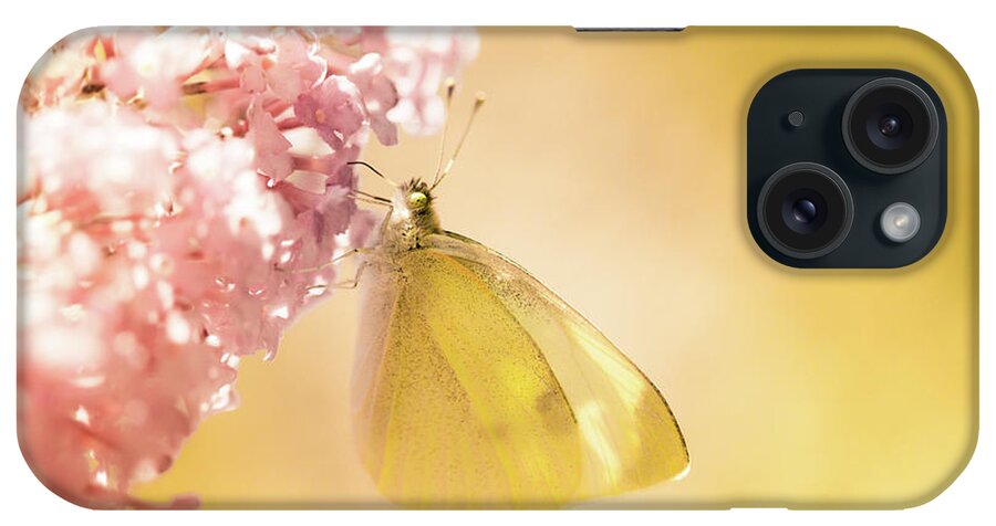 Europe iPhone Case featuring the photograph Pieris brassicae, the large white, also called cabbage butterfly #5 by Amanda Mohler