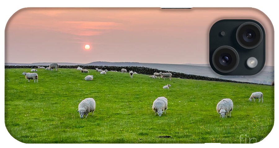 Airedale iPhone Case featuring the photograph Sheep by Mariusz Talarek