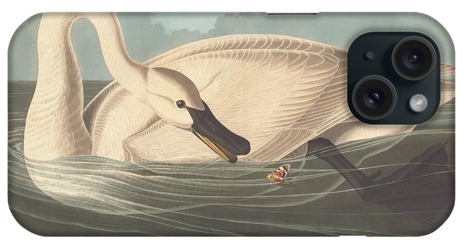 Audubon iPhone Case featuring the drawing Trumpeter Swan #5 by Dreyer Wildlife Print Collections 