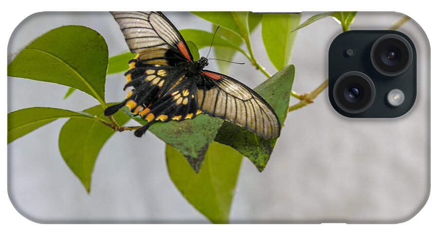 Butterfly Wonderland iPhone Case featuring the photograph Butterfly #1 by Richard J Thompson