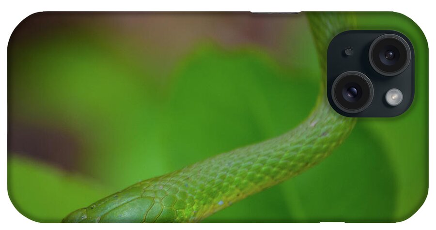 Snake iPhone Case featuring the photograph Green Snake #6 by Henri Irizarri