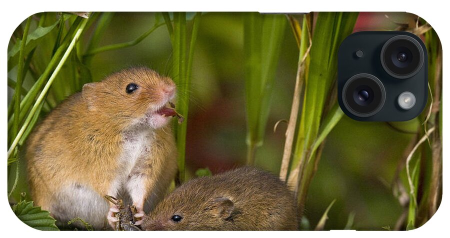 Eurasian Harvest Mouse iPhone Case featuring the photograph Harvest Mice Eating Grasshopper #6 by Jean-Louis Klein & Marie-Luce Hubert