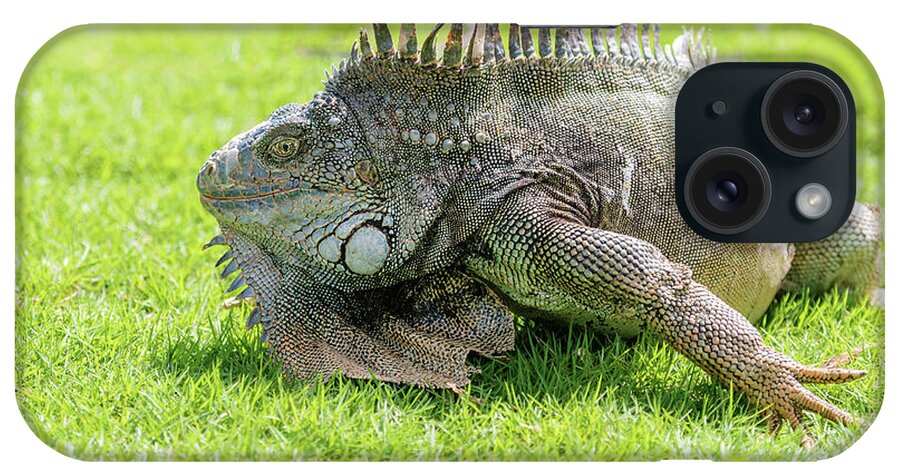 Iguana iPhone Case featuring the photograph Iguanas at the Iguana park in downtown of Guayaquil, Ecuador. #6 by Marek Poplawski