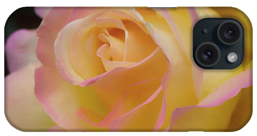 Nature iPhone Case featuring the photograph Rose Beauty #6 by Shirley Mitchell