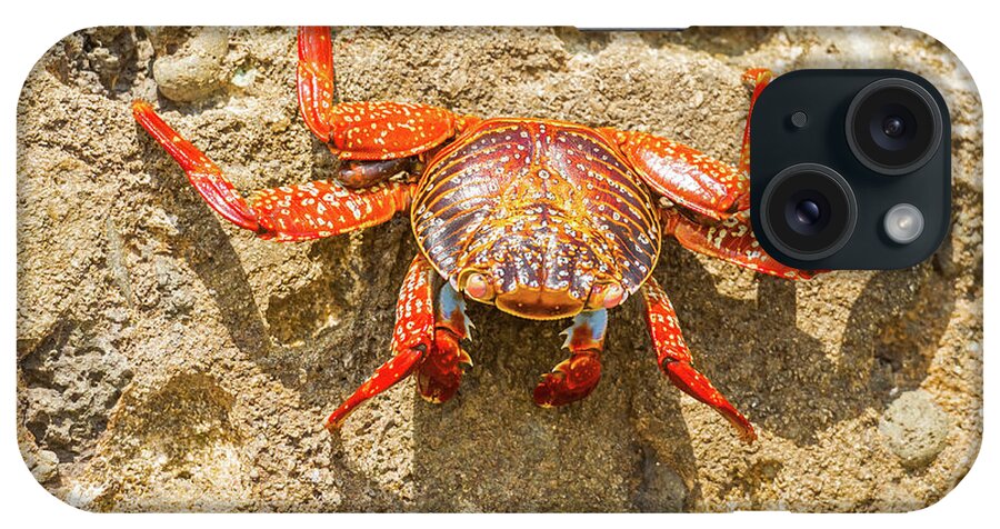 Galapagos Islands iPhone Case featuring the photograph Sally Lightfoot crab on Galapagos Islands #6 by Marek Poplawski