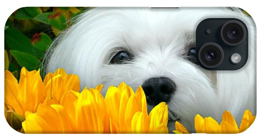 maltese Dog iPhone Case featuring the photograph Snowdrop the Maltese #7 by Morag Bates