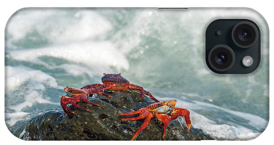 Galapagos Islands iPhone Case featuring the photograph Sally Lightfoot crab on Galapagos Islands #8 by Marek Poplawski