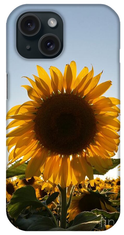 Sunflower iPhone Case featuring the photograph Sunflower #9 by Douglas Sacha