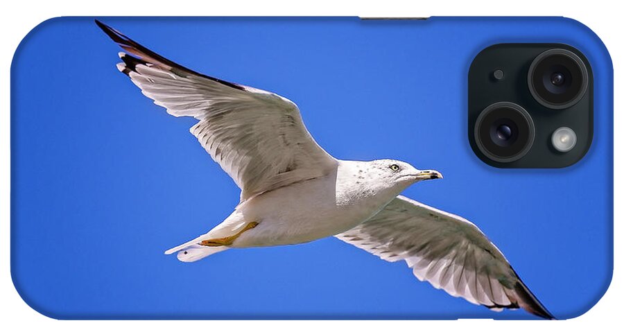 Animal iPhone Case featuring the photograph Gull in flight #9 by Peter Lakomy