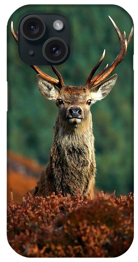 Red Deer Stag iPhone Case featuring the photograph Red deer stag #9 by Gavin Macrae