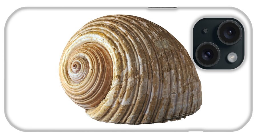 Shell iPhone Case featuring the photograph Sea shell #9 by George Atsametakis