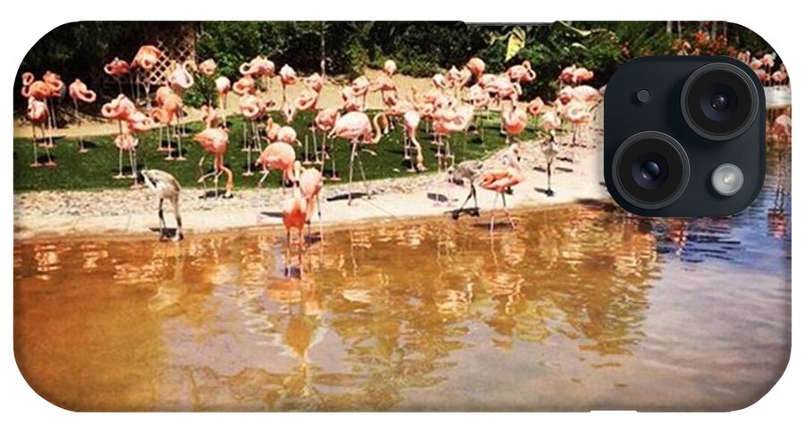 #love #instadaily #instagood #follow #iphoneonly #instagramhub #tbt #igdaily #instamood #bestoftheday #iphonesia #picoftheday #beautiful #sun iPhone Case featuring the photograph Pink flamingos by Cristina Brandi