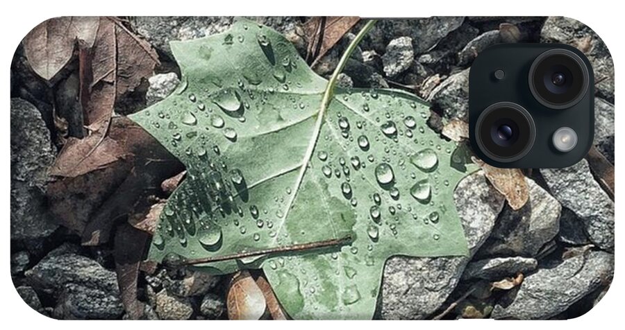 Leaves iPhone Case featuring the photograph Tree Star by Matt Urich