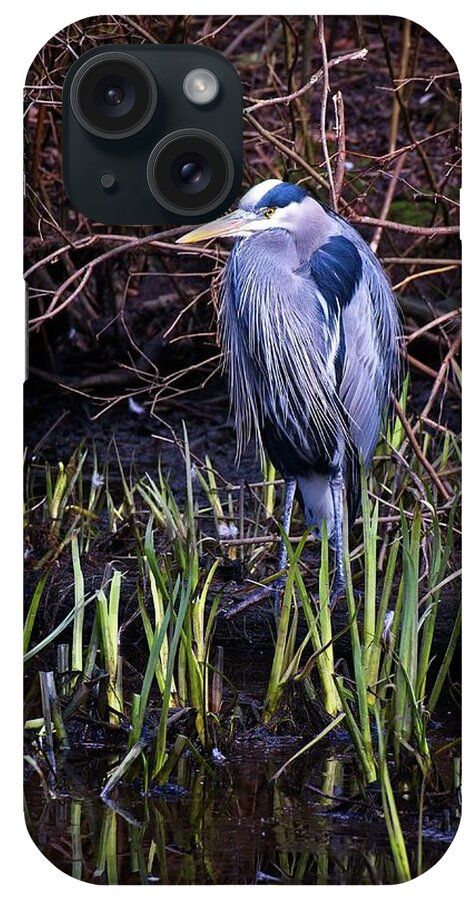 Great Blue Heron iPhone Case featuring the photograph A Blue Blue Heron by Allan Van Gasbeck