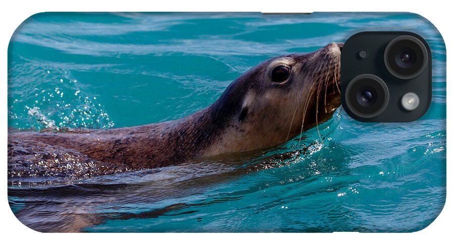 Sea Lion iPhone Case featuring the photograph A Casual Look by Robert Caddy
