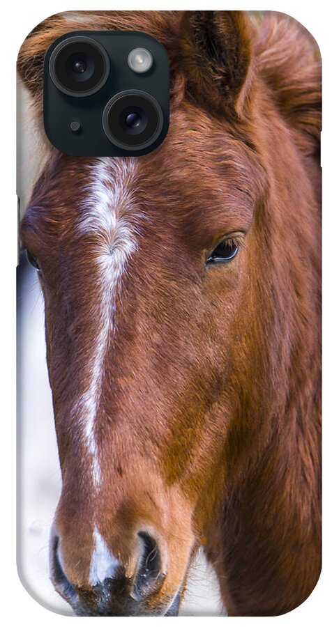Chestnut Horse iPhone Case featuring the photograph A Chestnut Horse portrait by Andy Myatt