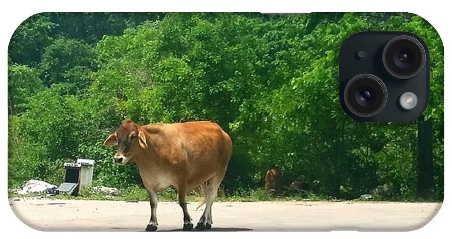 Jamaica iPhone Case featuring the photograph A Cow In The Middle Of The Road #negril by Elisa Waldman