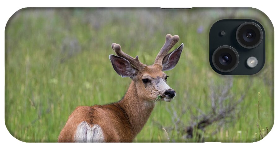 Deer iPhone Case featuring the photograph A deer in Yellowstone National Park by Brandon Bonafede