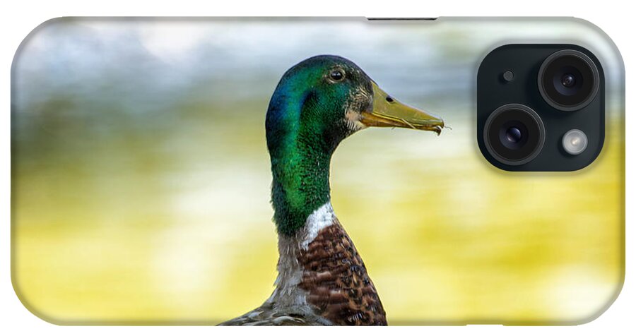 Male Duck iPhone Case featuring the photograph A Ducky View by Bill and Linda Tiepelman