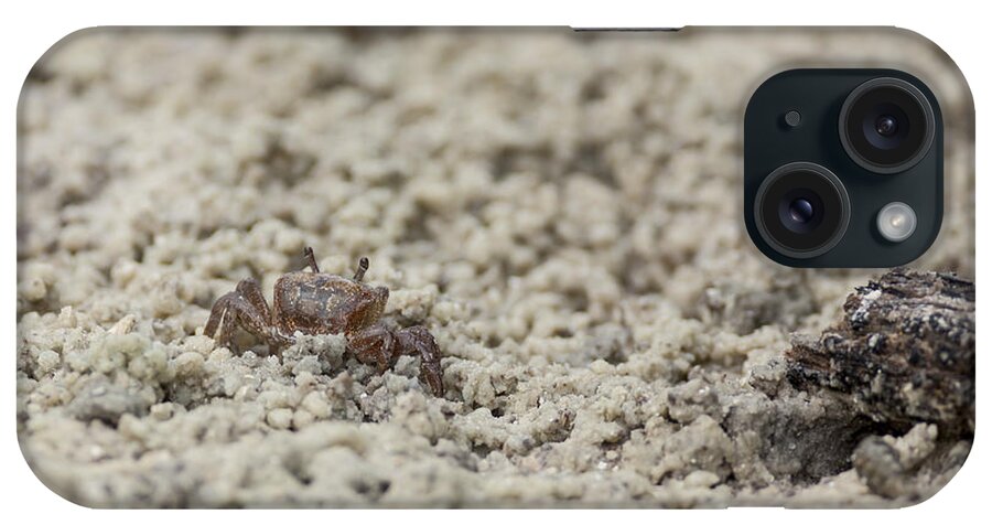  Fiddler iPhone Case featuring the photograph A Fiddler Crab in the sand by David Watkins